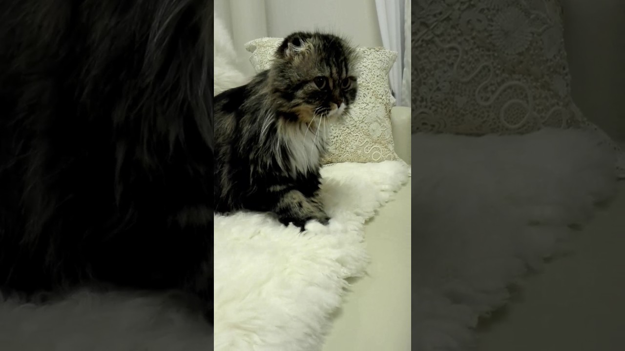 超絶かわいい#スコテッシュフォールドロングヘアー　フミフミ　猫