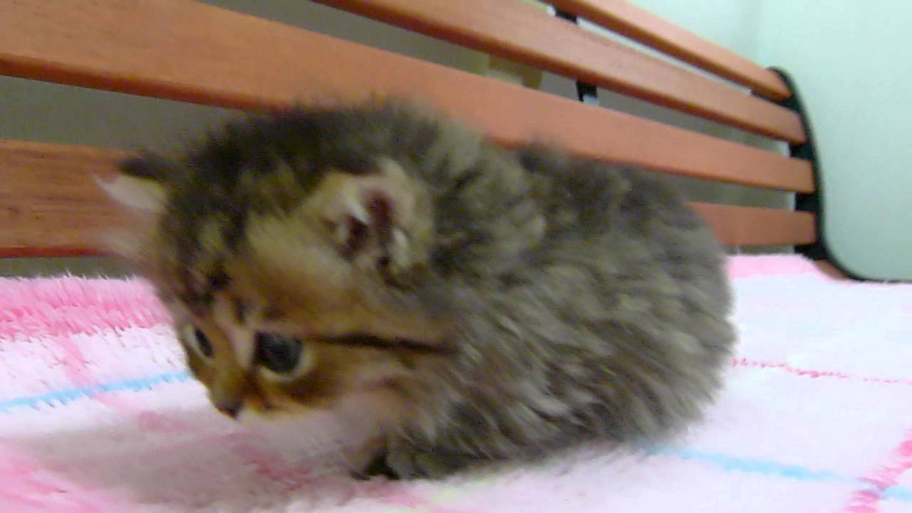 マンチカンロングヘアーの子猫ちゃん