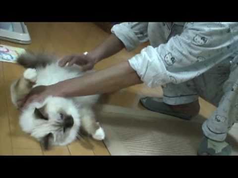 犬みたいな猫バーマン.mpg