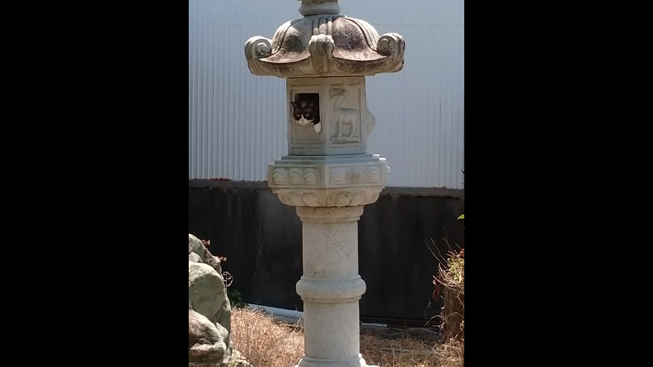 灯篭猫スノーシュー