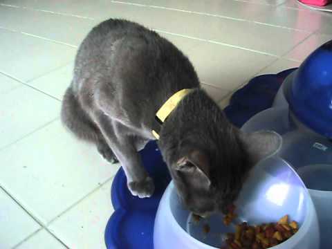 幸せおすそ分け from コラートキャットKoratCatコラットキャット(4)