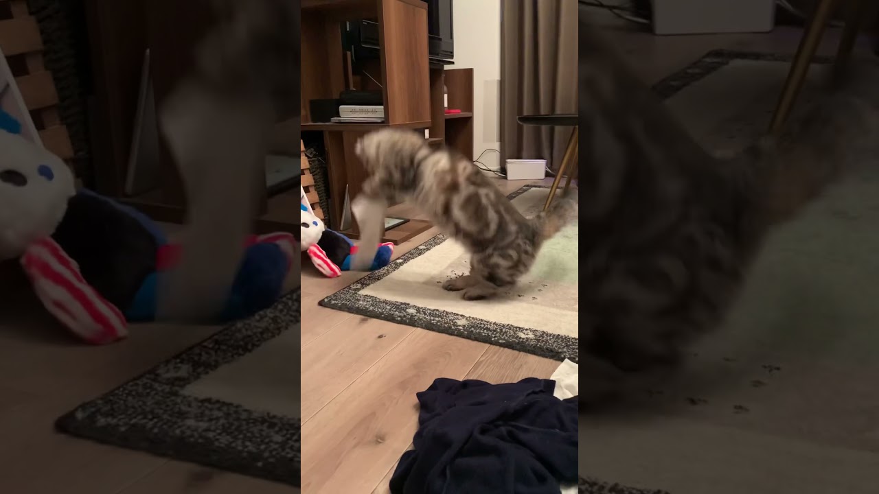 洗濯物をキャッツするキンカロー