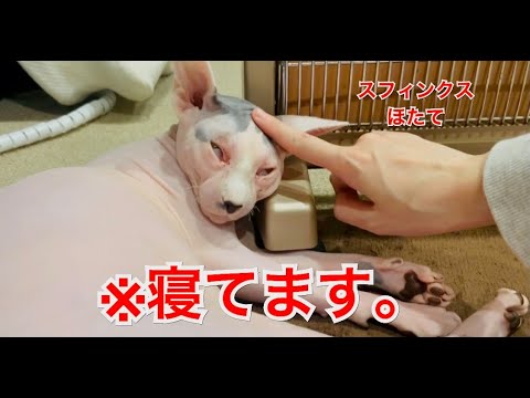 ごろ寝をするスフィンクスのイビキが凄い　スフィンクスほたて