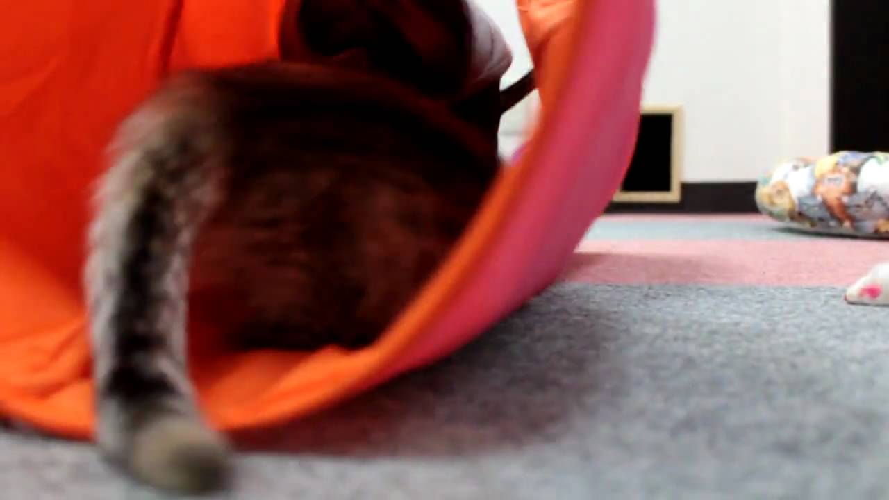 マンチカンｖｓコーニッシュレックス