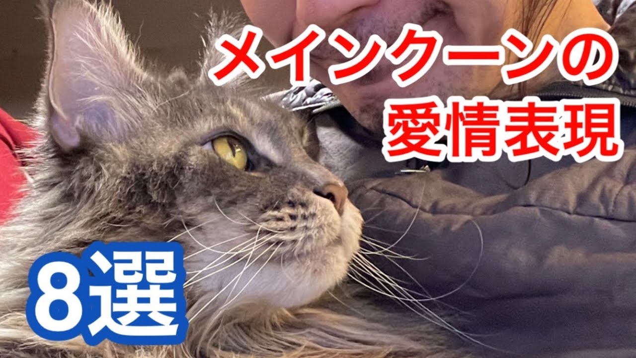 【猫の愛情表現８選】メインクーンは愛情深い猫って本当？