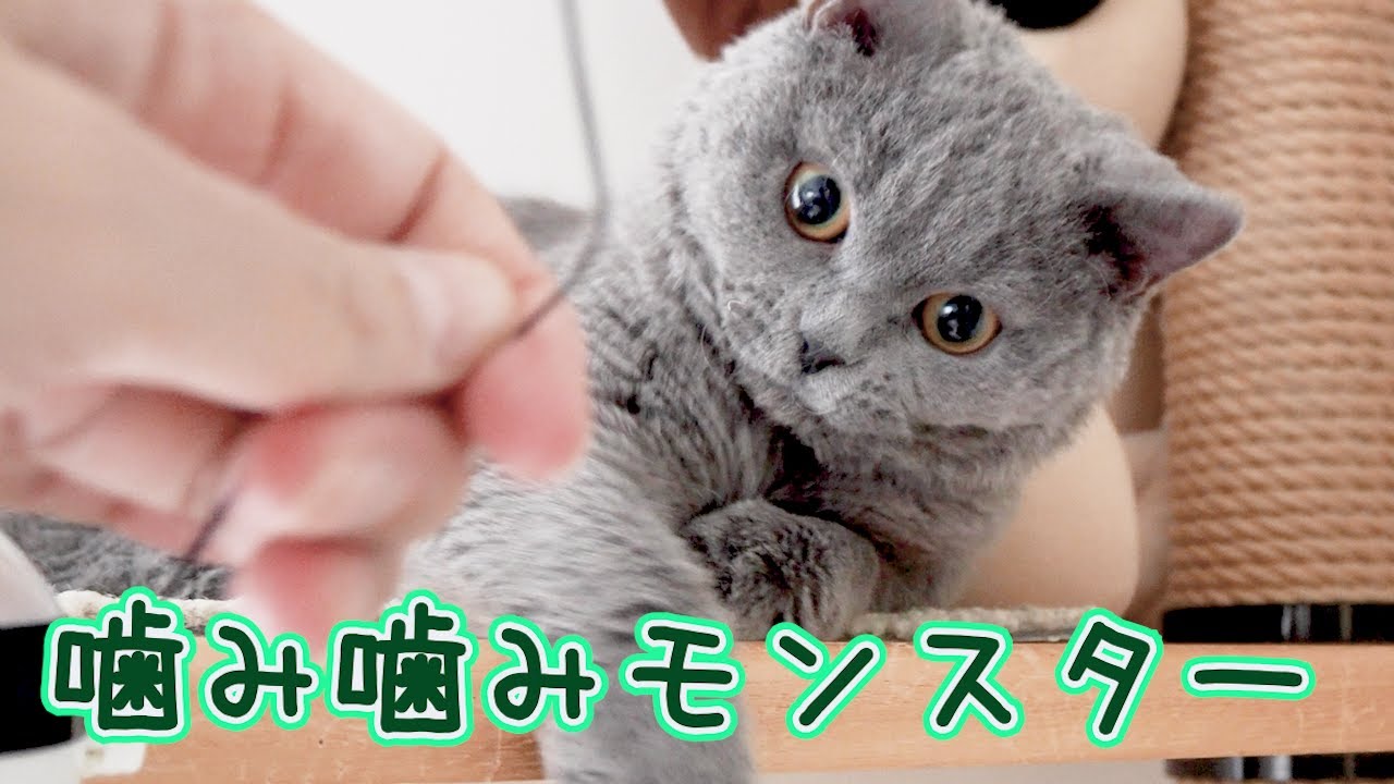今年も我が家の破壊王は健在です！｜セルカークレックス｜ブリティッシュショートヘア