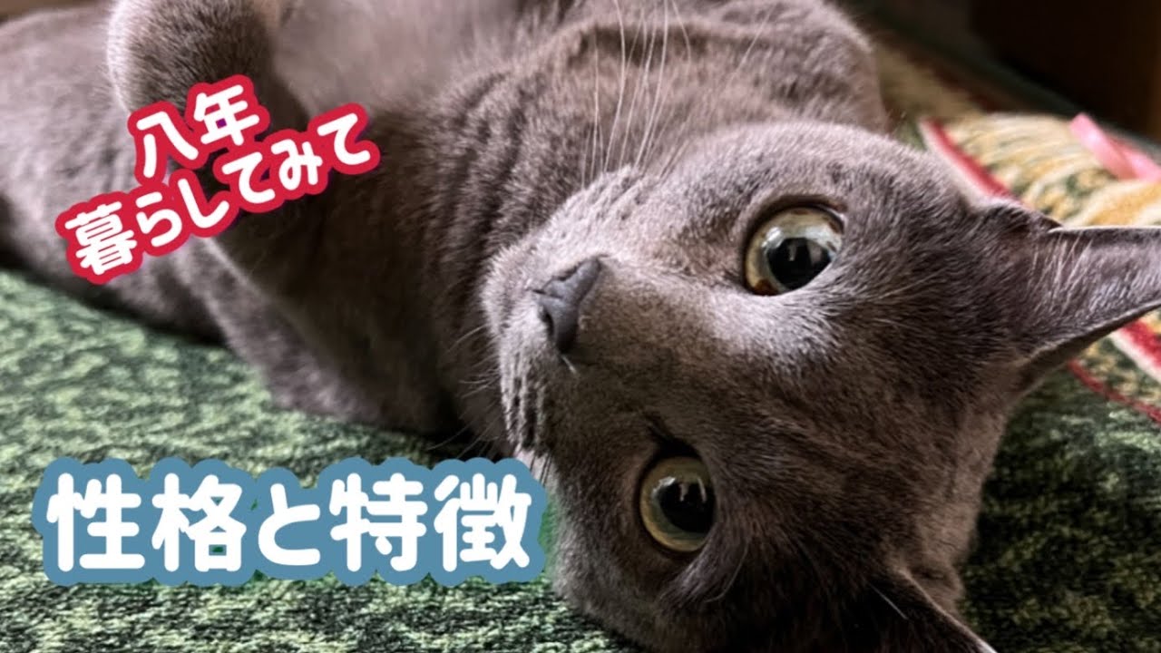 ロシアンブルー、8歳はこんな猫です！