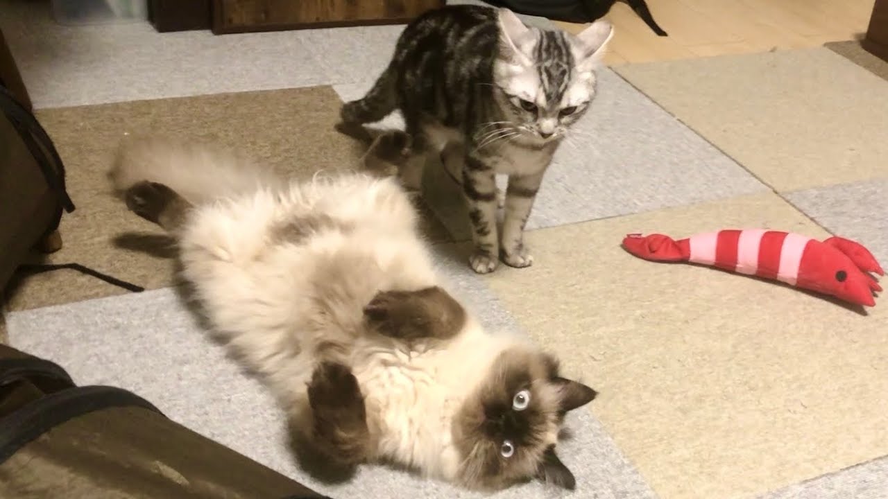 【ヒマラヤン】マウントをだるそうにかわす猫【多頭飼い】