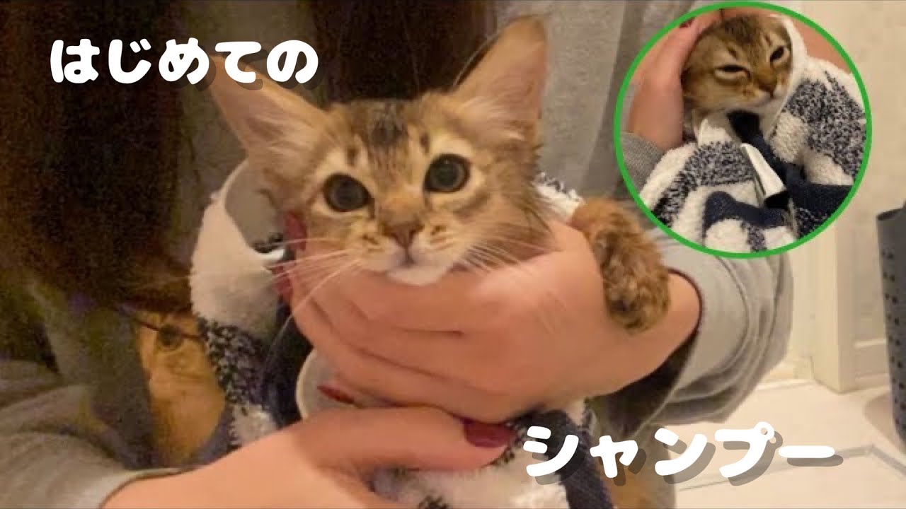 ソマリの子猫、初めてのシャンプー