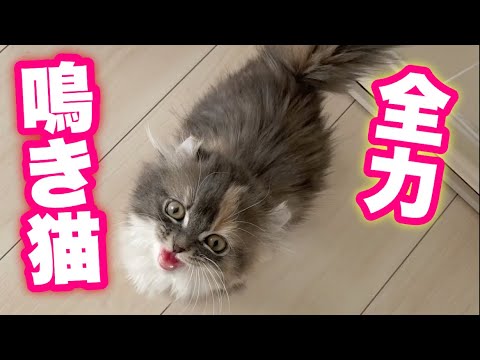 子猫の全力の鳴き声が可愛すぎる！【アメリカンカール/スコティッシュフォールド】