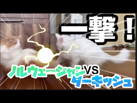 【一撃！】身体能力が高いターキッシュアンゴラが強すぎた