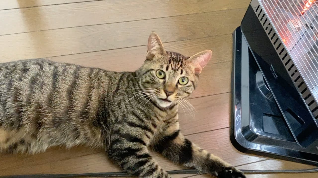 子猫からストーブを離したらブチギレて襲いかかってきた...