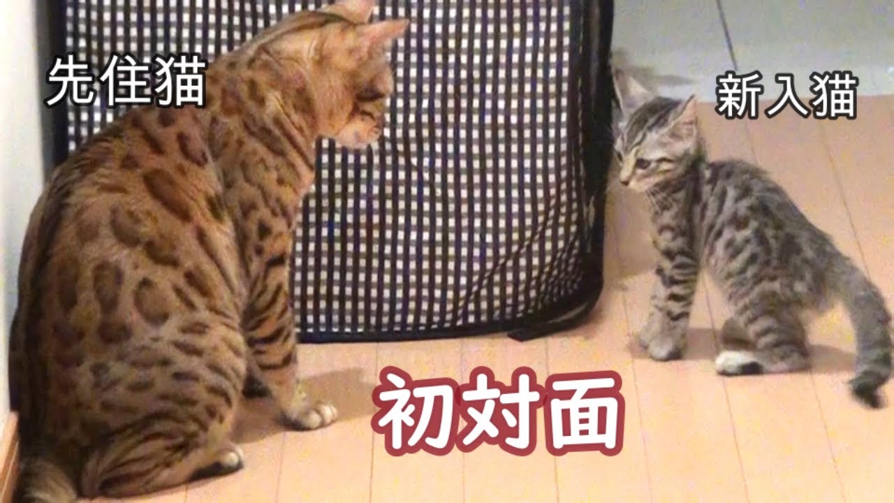 ベンガル先住猫と新入りベンガル子猫の初対面から仲良くなるまで