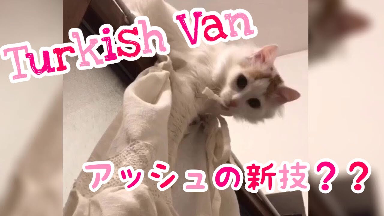 【おもしろ猫動画】ターキッシュバンの挑戦/Turkishvan cat challenge