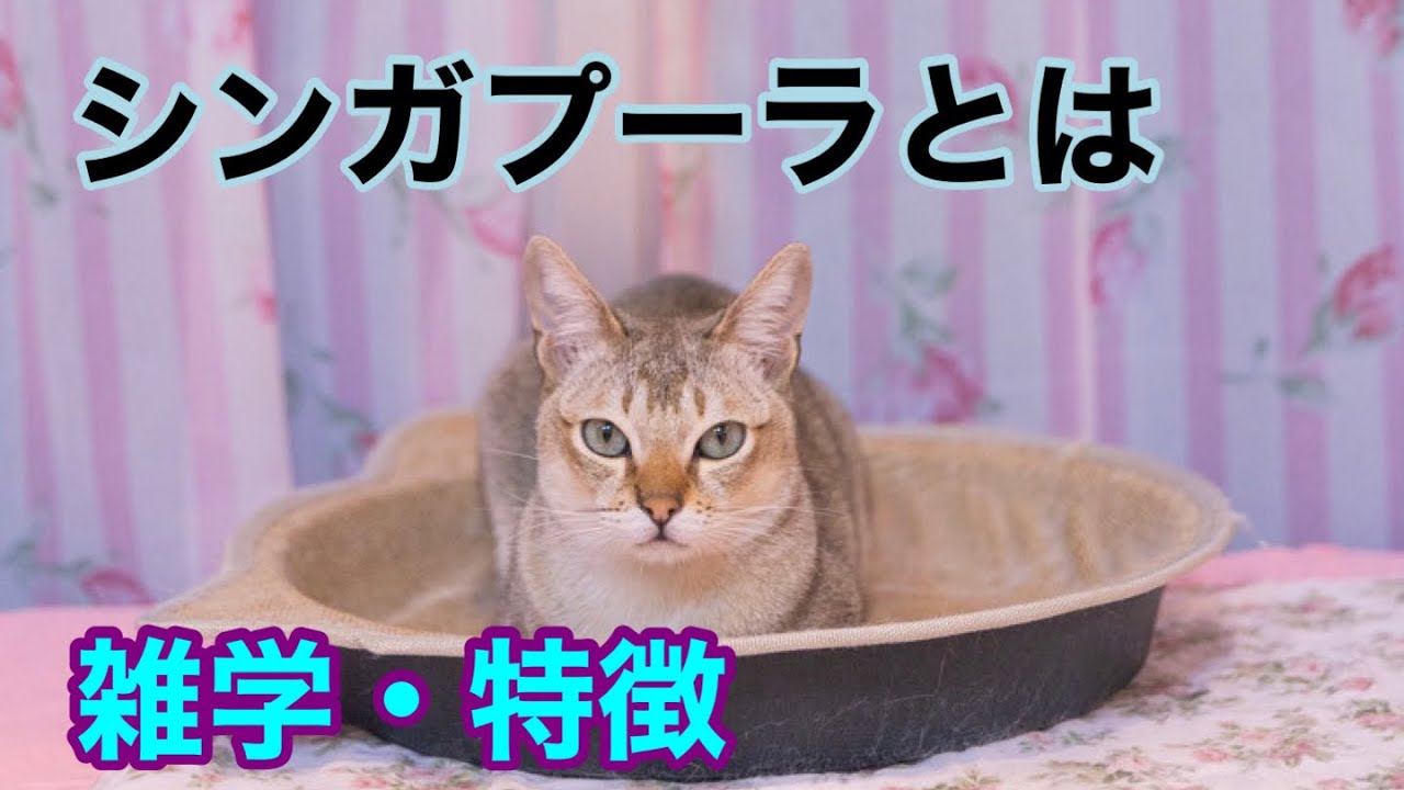 【猫】シンガプーラとは【雑学・特徴】Singapura