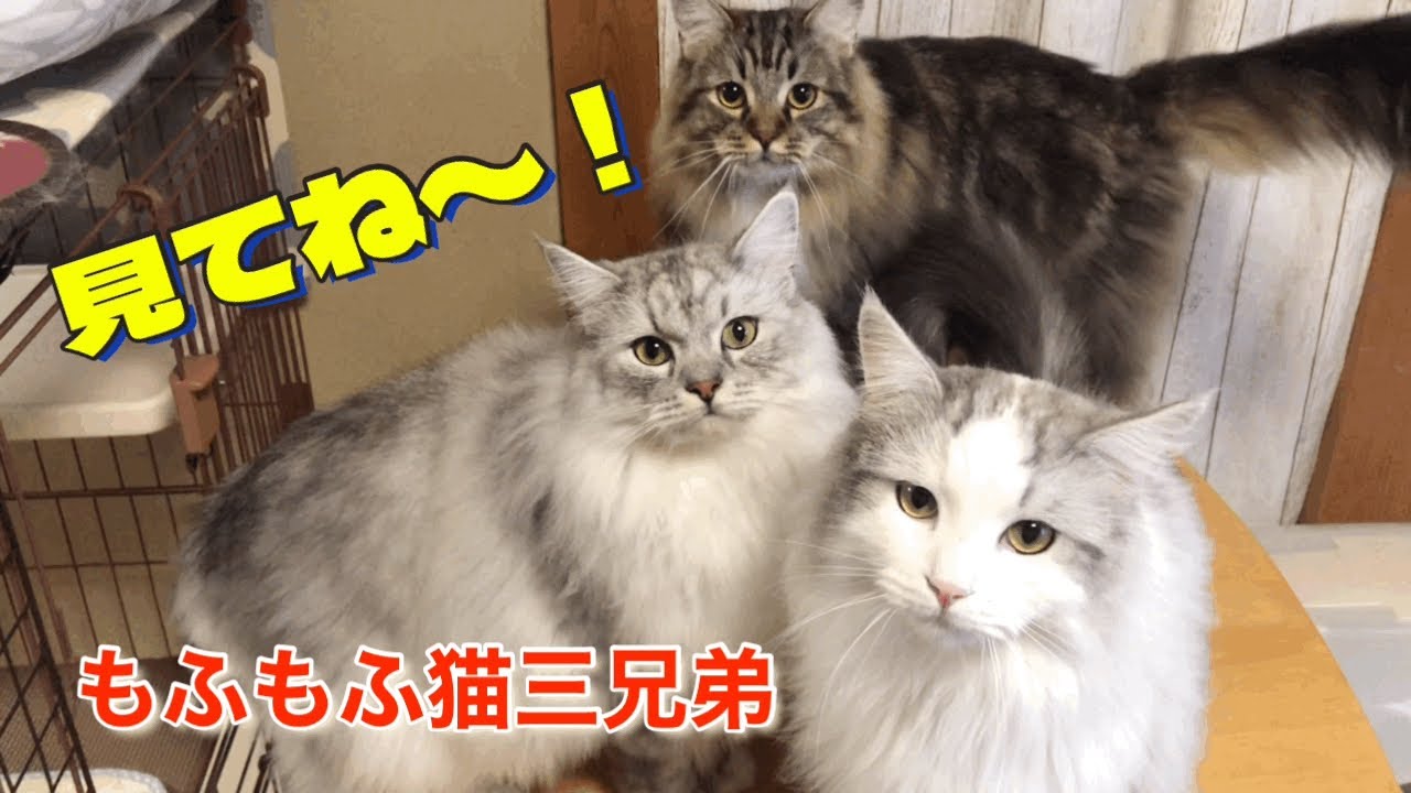 面白行動がかわいいラガマフィン猫三兄弟の一日に密着取材！