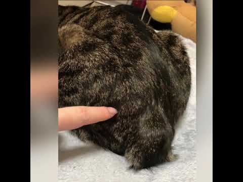 ジャパニーズボブテイルの猫の尻をツンツンするだけのケツプリ動画