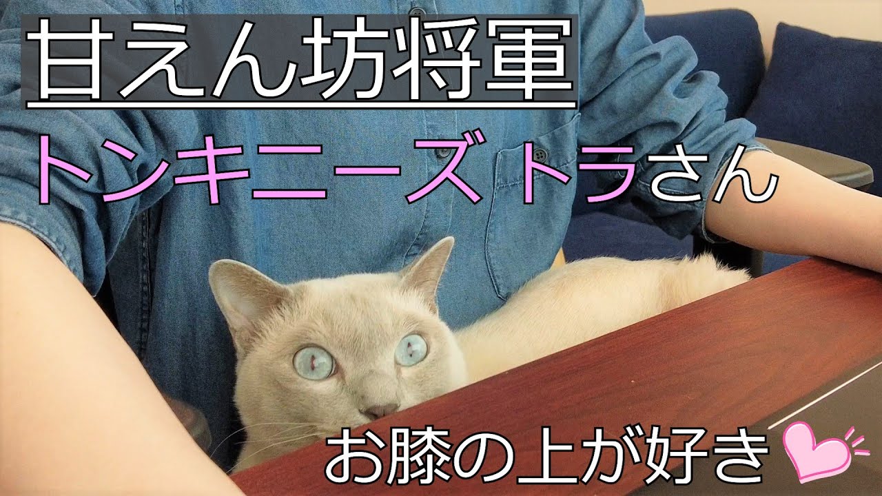 【しつけ不要】【トンキニーズ】何もしなくてもお膝に乗ってきます（#47）