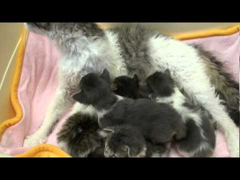 10月31日生　スクーカム親子.mpg