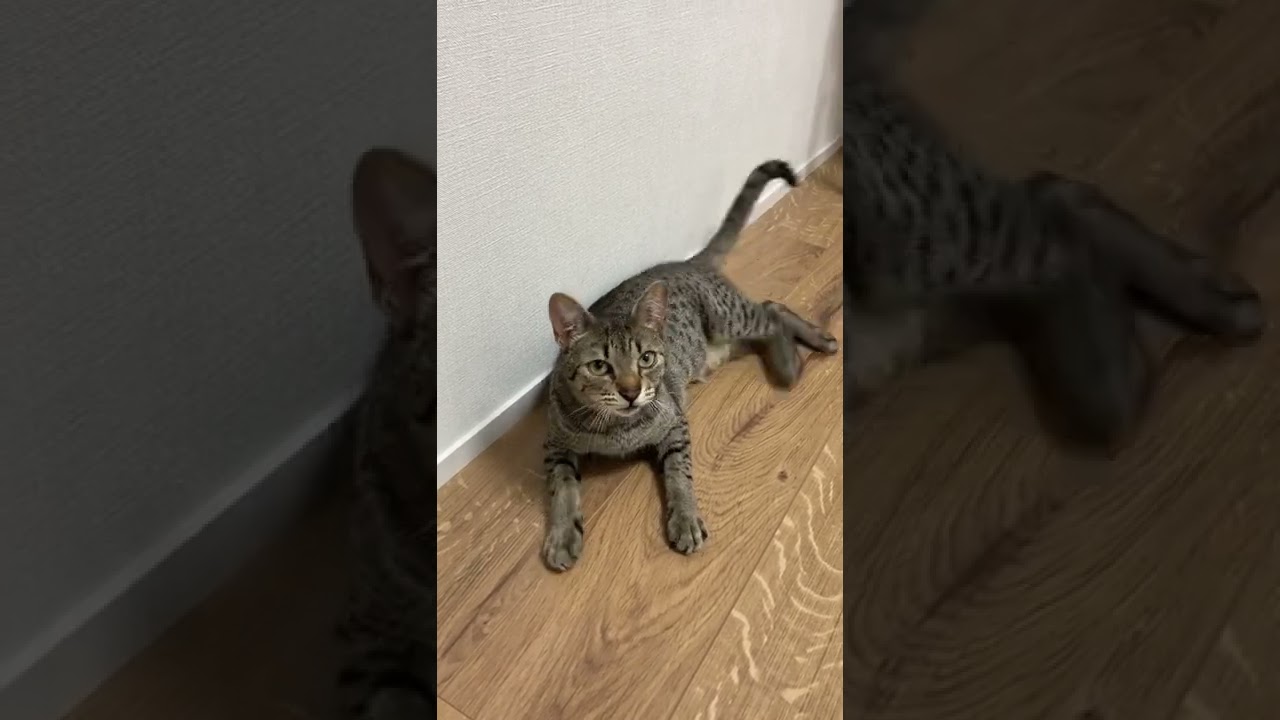 舌の音に好反応な猫【エジプシャンマウ】 #Shorts / cat responds well to the sound of tongue