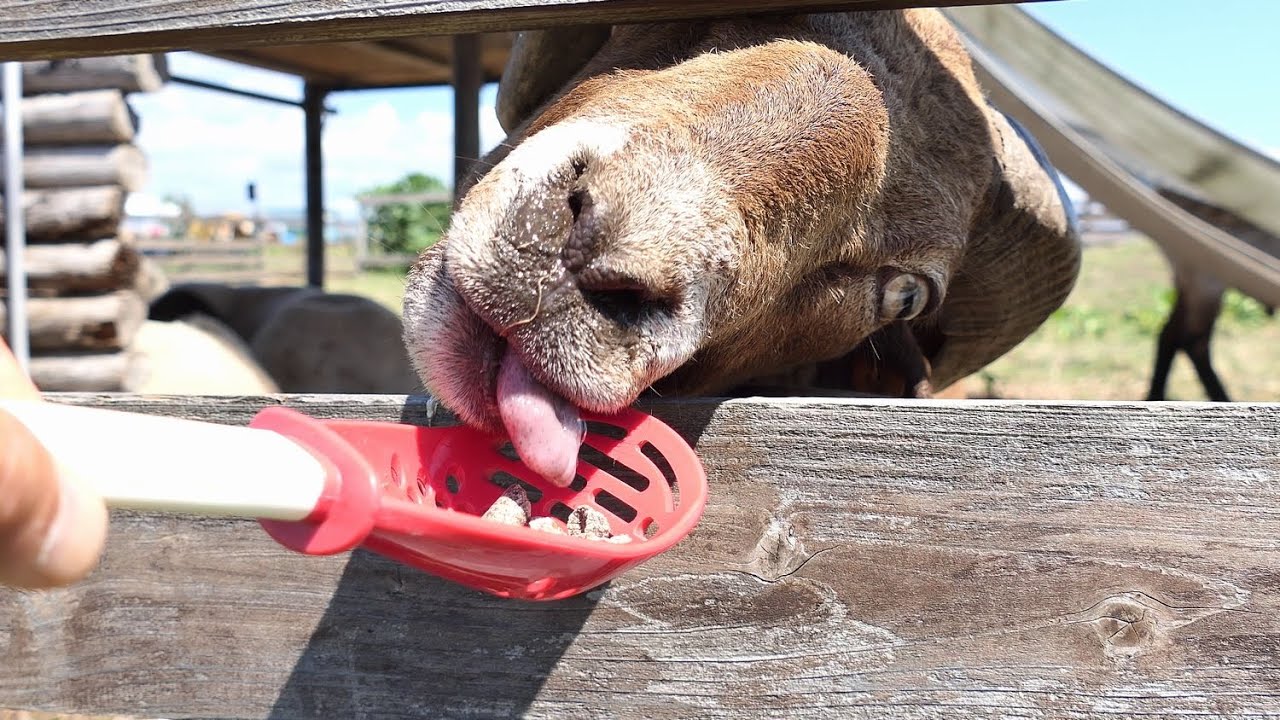 岩沼の羊　固形飼料を食べる（マンクス・ロフタン）
