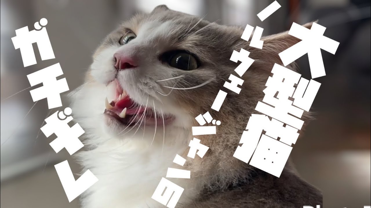 ノルウェージャンフォレストキャットのガチギレがやばい【ノルウェージャンフォレストキャット】