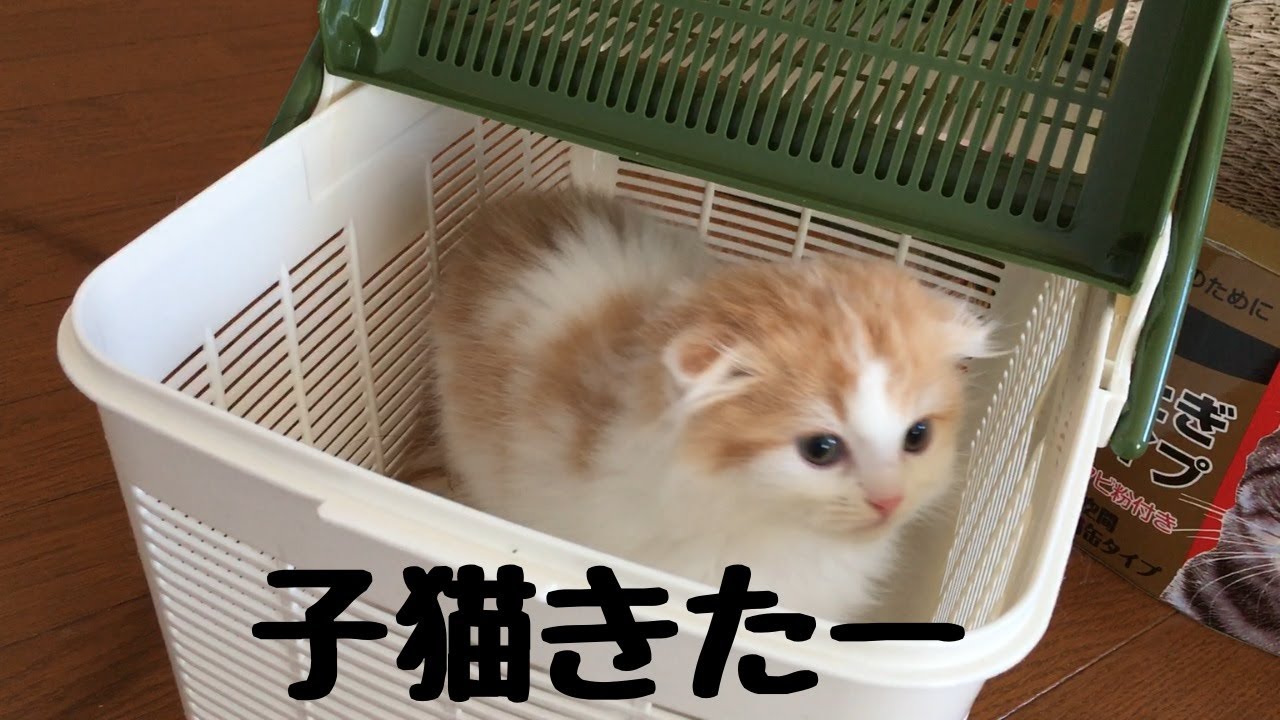 子猫がやってきた日 【スコティッシュフォールド】