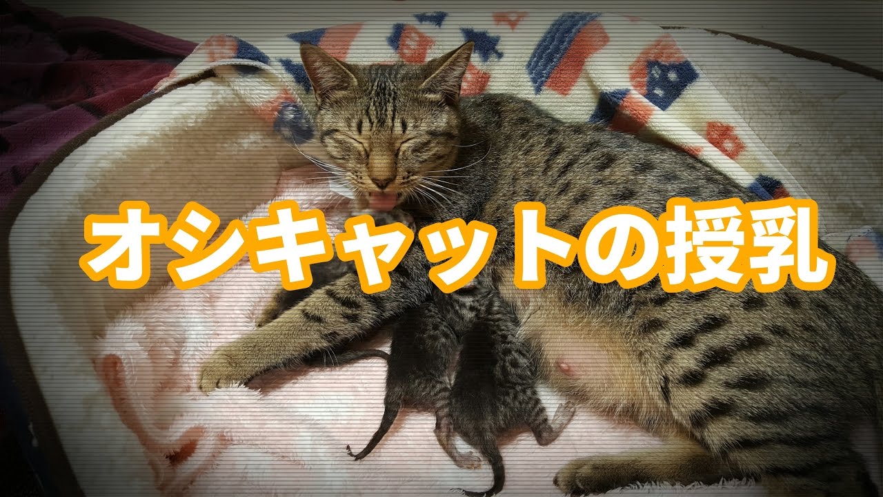 【仔猫育て】癒し保証します！オシキャットの授乳
