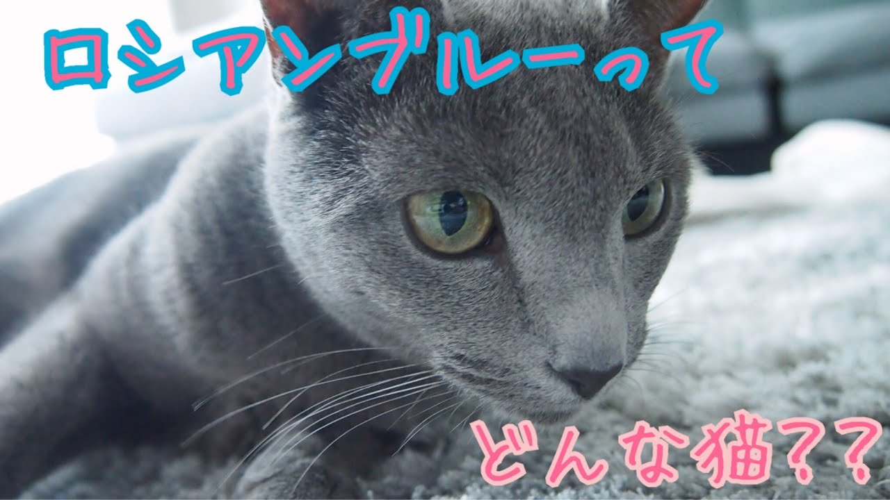 本当はとっても甘えん坊さん？【ロシアンブルーってこんな子】