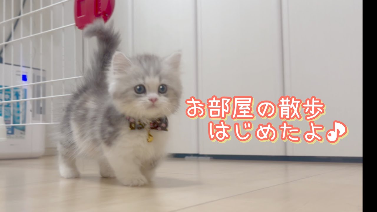 子猫がお部屋の散歩はじめました♪【マンチカン、ミヌエット】The kitten started taking a walk in the room ♪