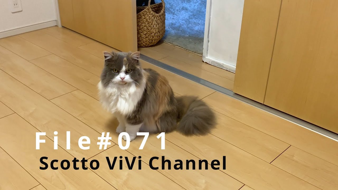 File#071〜何かを待っている長毛スコティッシュフォールドがこちら〜