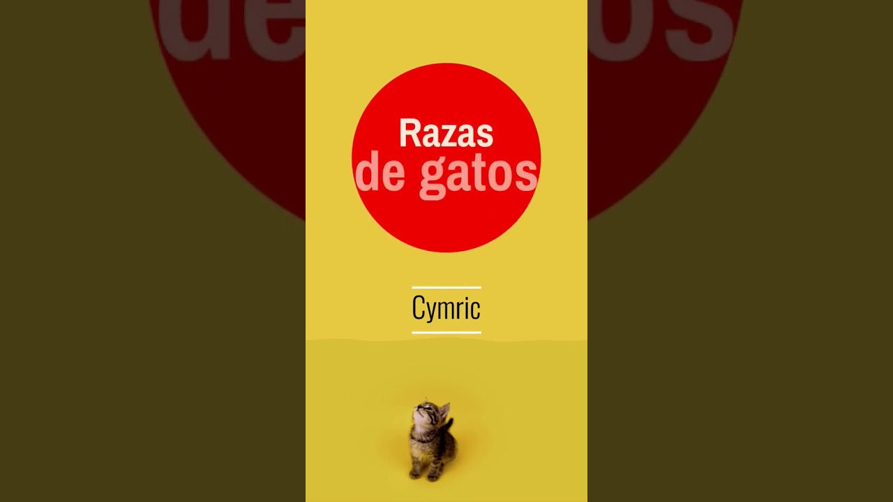 Cymric , TIPS razas de gatos   #canigat #gatos #cymric