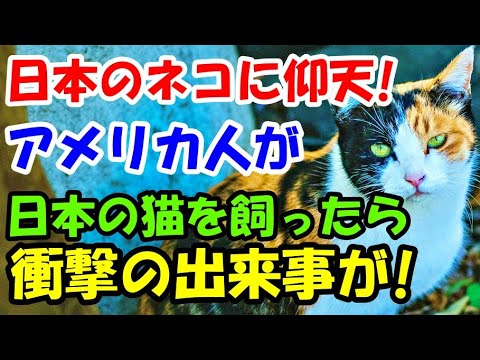 日本のネコに衝撃! アメリカ人男性が日本の猫を飼ったら、パニックになったある日..【猫の不思議な話】【朗読】