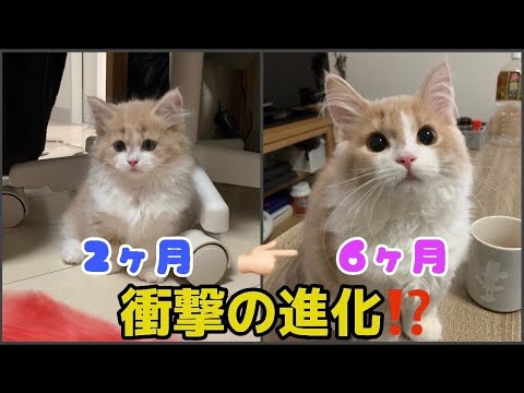 マンチカン成長過程!!生後から６ヶ月!!【短足長毛マンチカン、靴下ノルウェージャンフォレストキャット】かわいい猫の成長日記