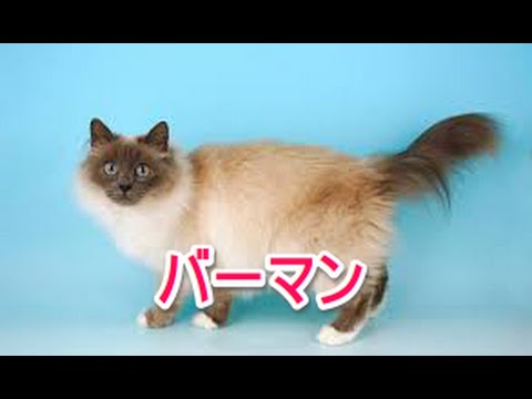 【猫図鑑】バーマン