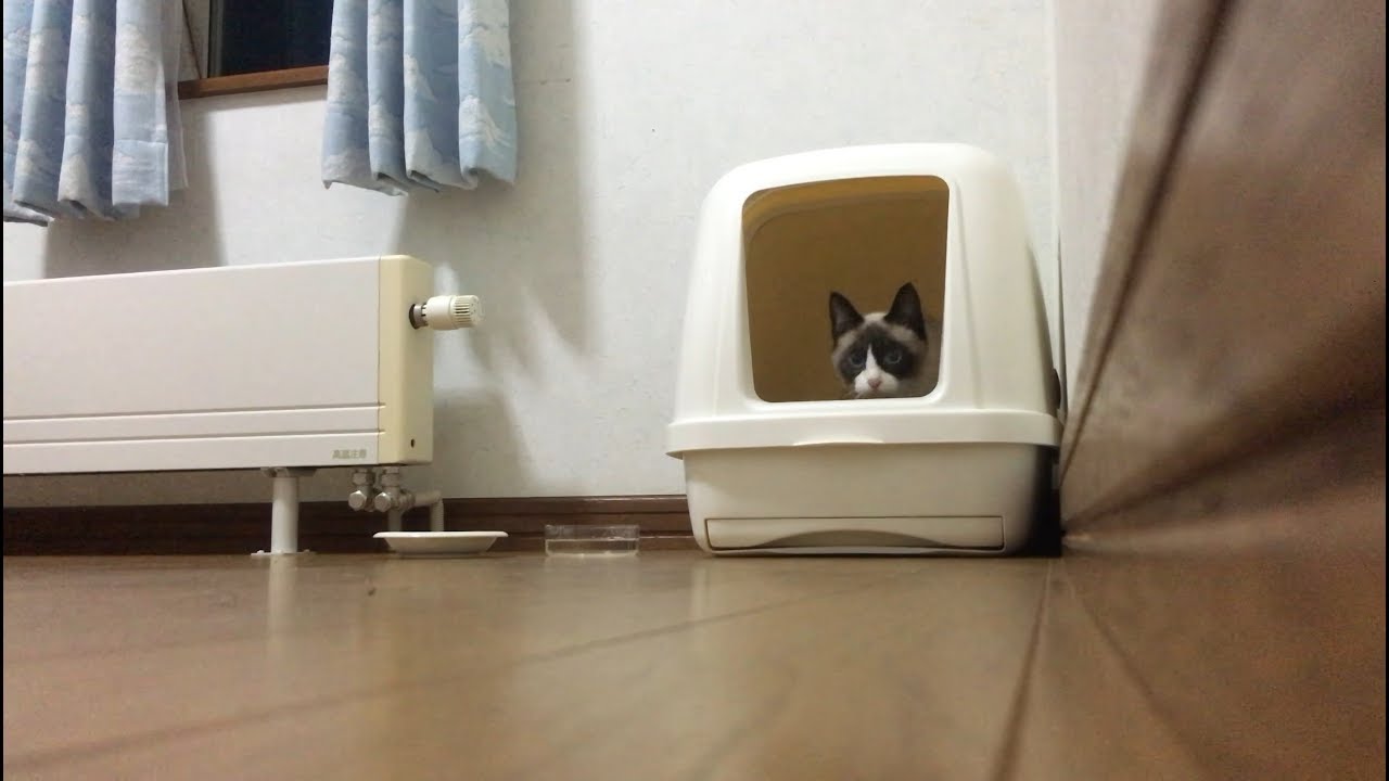 スノーシュー  飼い始めました  I have begun to keep a snowshoe cat