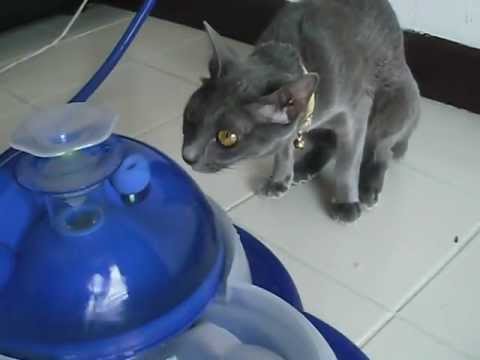 幸せおすそ分け from コラートキャットKoratCatコラットキャット(3)