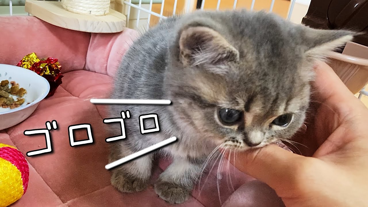 お迎えから1日でゴロゴロしちゃう子猫！【ミヌエット】
