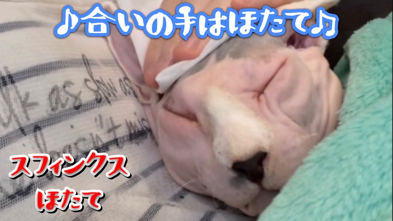 スフィンクス猫夏のリアルな過ごし方　【スフィンクスほたて】