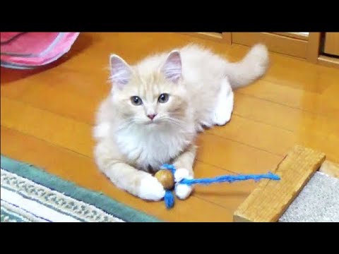 無邪気に遊ぶラガマフィンの子猫 - 鳴き声もお聞きください