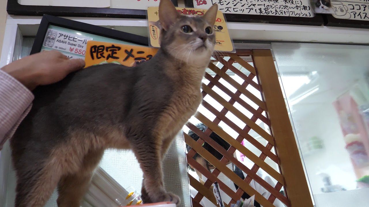 【声もかわいい】よく喋るアビシニアンのアンちゃん 4K60p 猫カフェねこJaLaLa