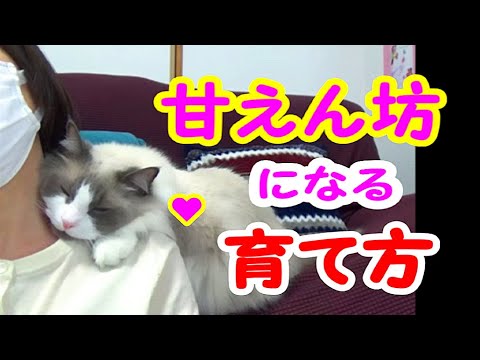 こうして抱っこ好きの甘えん坊になりました 猫ラグドールのコハク君