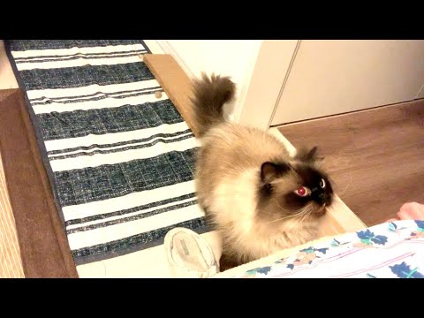 訴えてる時の鳴き声　ヒマラヤン