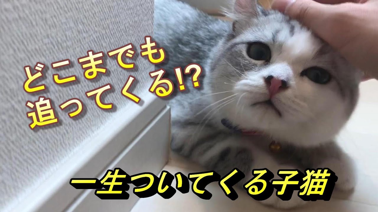 どこまでも飼い主にくっついてくる子猫が可愛すぎる!!【アメリカンカール】