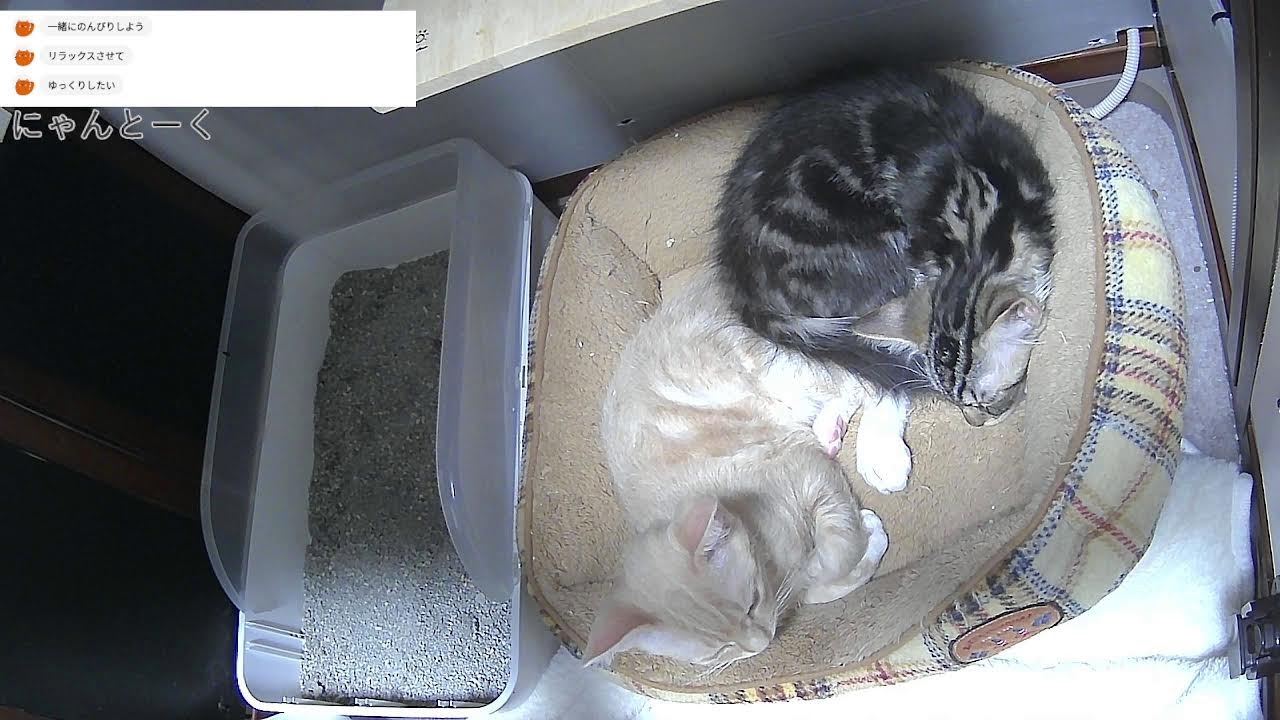 子猫のライブ配信（ラグドールとラパームのMIXです！）