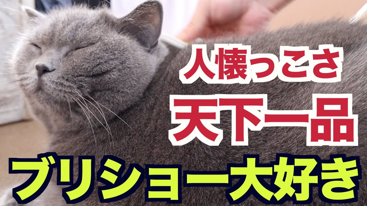 ブリティッシュショートヘアは人懐っこさ天下一品です