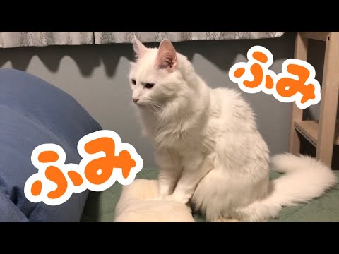 【ふみふみ】ターキッシュアンゴラのリラックス方法w