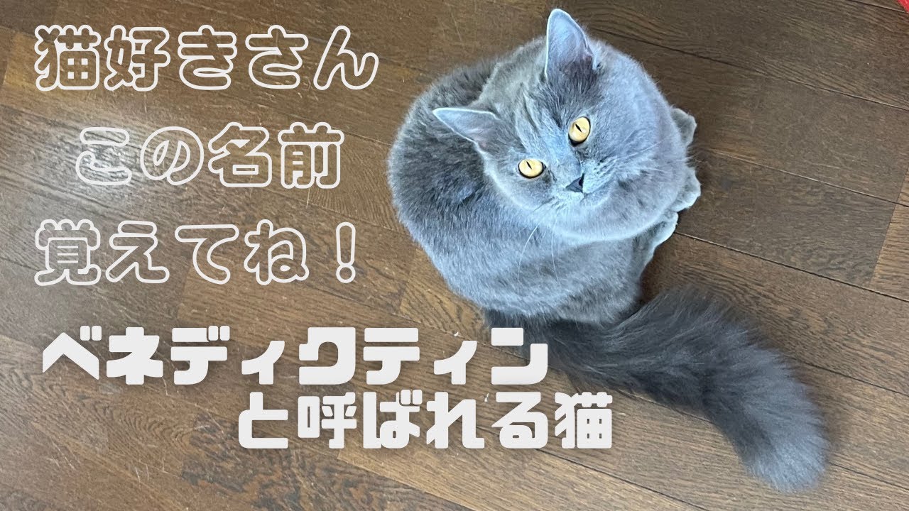 【ベネディクティンとはシャルトリューのロングヘア】お酒リキュールではなく猫の種類のお話です