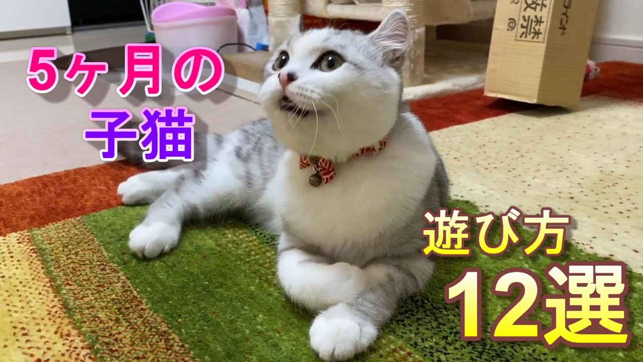 遊び方が不思議すぎて可愛い子猫【アメリカンカール】