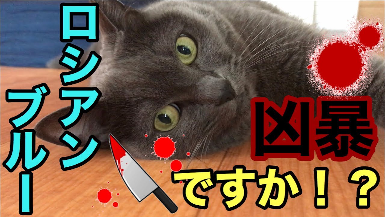 【凶暴】凶暴なの？ロシアンブルーって